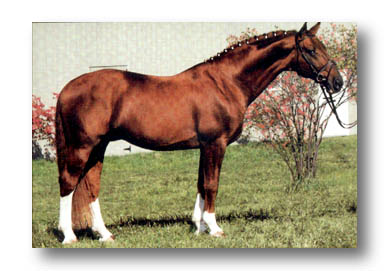 Grusus:  elite, Class 1 Hanoverian stallion